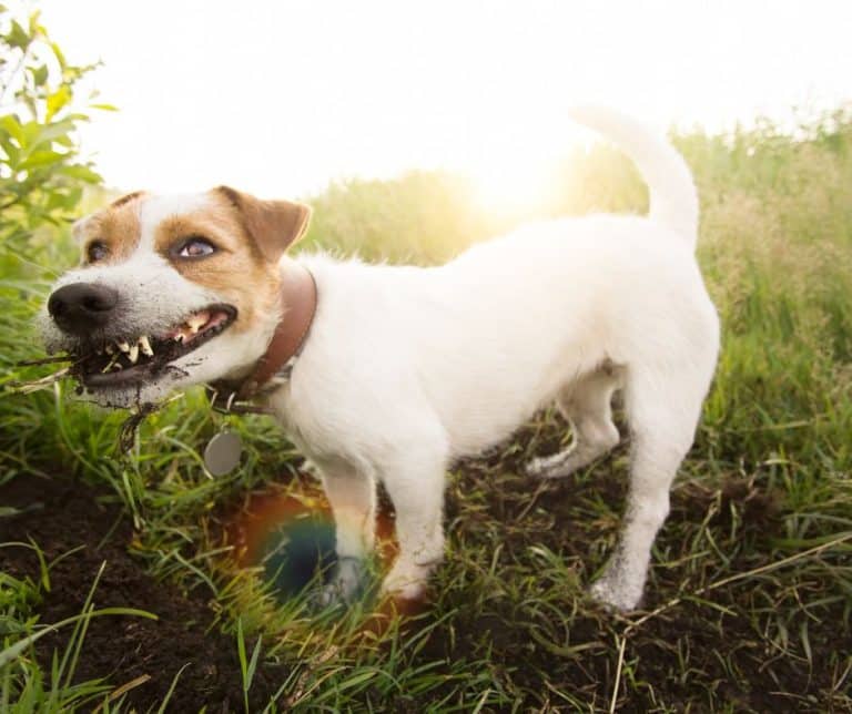 Un chien mange des morceaux de bois