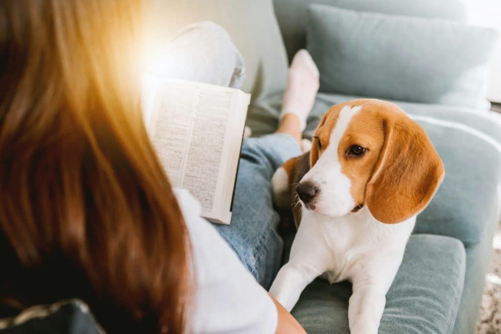 Education canine et école du chiot Gard