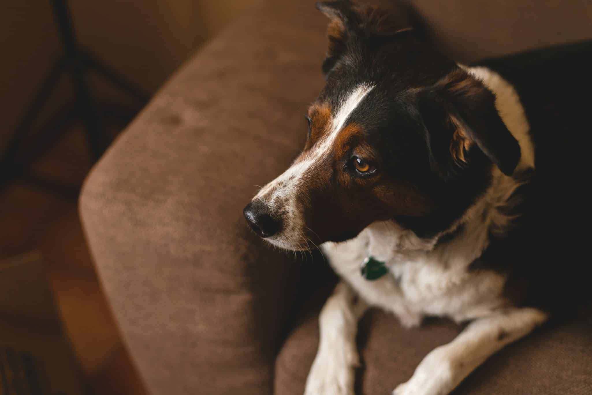 Educateur canin comportementaliste dans le Gard