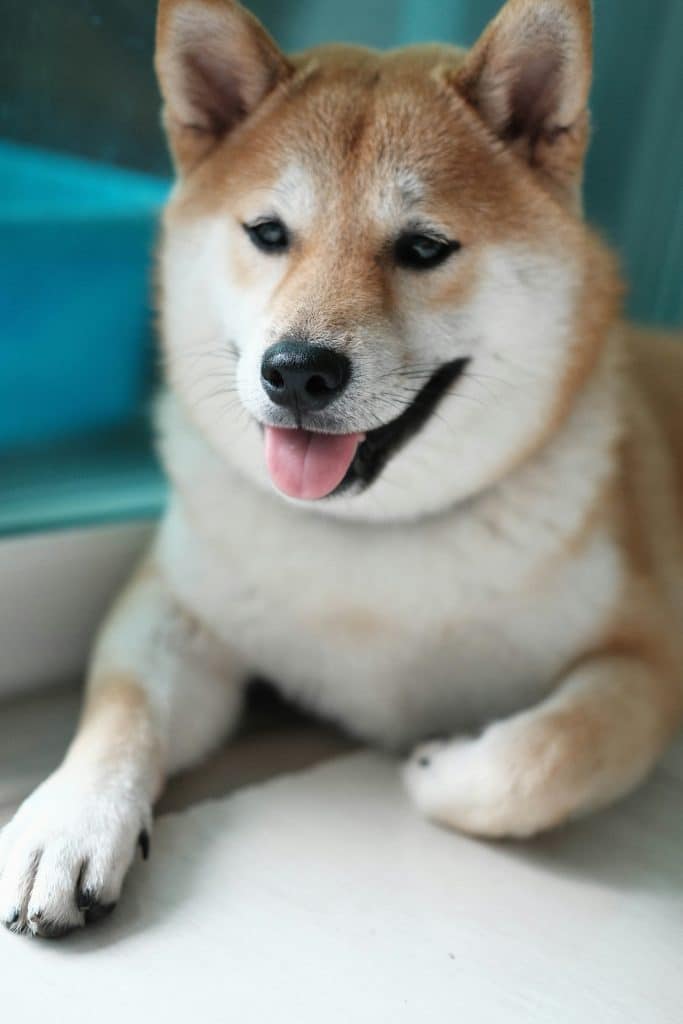 Ecole chiot shiba inu dans le gard et uzes remoulins